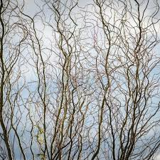 Corkscrew Willow Cuttings - 10 Live Cuttings, Salix matsudana 'Tortuosa', USDA Zones 3-10