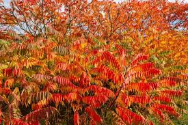 30 Staghorn Sumac Tree Seeds | Rhus typhina | Non-GMO Native Shrub Tree with Red Cone Clusters | Great for Natural Landscaping