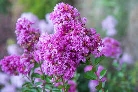 8 Purple Crape Myrtle Unrooted Cuttings 6-8"- Fresh & Ready to Root - Lagerstroemia, Light Purple Blooms, Easy to Grow, Perfect for Garden