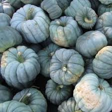 10 Jarrahdale Pumpkin Seeds | Blue Winter Squash | Cucurbita maxima | Non-GMO Sweet Heirloom Pumpkin from Queensland, Australia