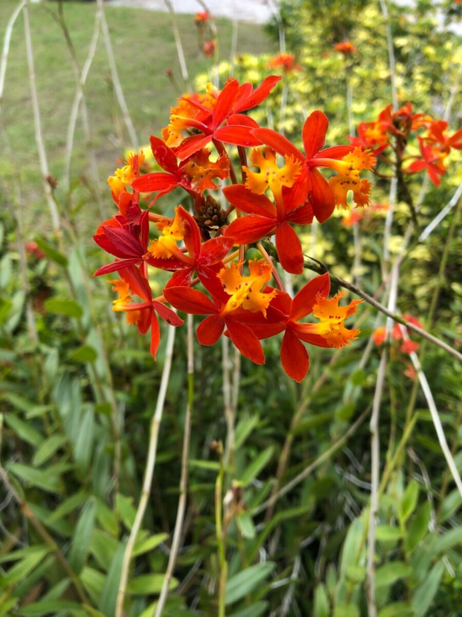 10 Rooted Cuttings Epidendrum Radicans - Ground Orchid, Fire Star Orchid - Live Plants for Sale