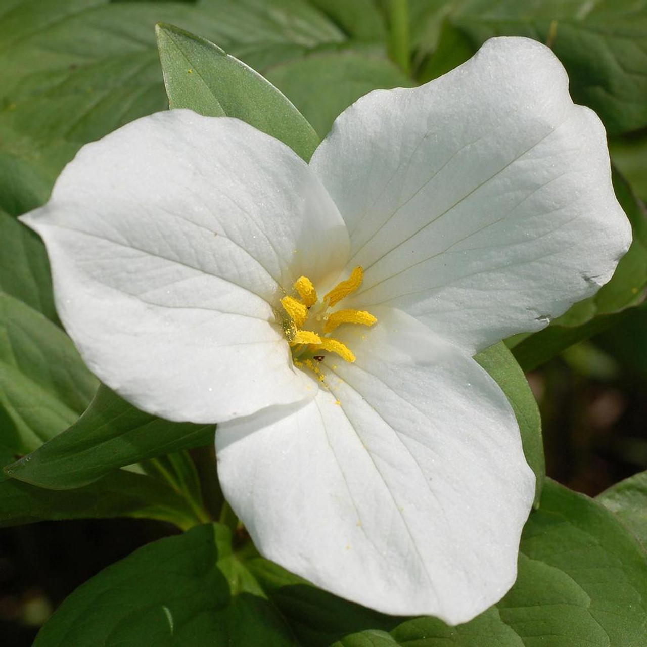 3 White Trillium Plants - Bare Root Trillium grandiflorum | Perennial Wildflower | Shade-Loving Woodland Plant