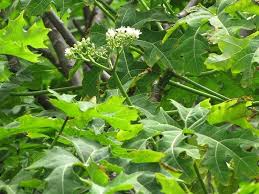 12 Chaya Cuttings Deep Lobed Unrooted 6-8” Long – Edible, Fast-Growing Organic Plant