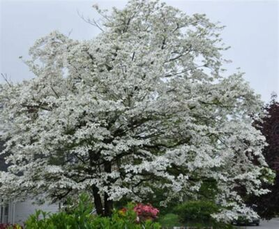 6 Unrooted Cuttings WHITE Dogwood Tree Heirloom (Cornus florida) - 6 Inches, Ornamental Tree, Hardy, Perfect for Gardens & Landscaping