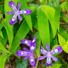 10 Crested Dwarf Iris Plants - Iris cristata | Bare Root Wildflower | Native Perennial for Shade & Woodland Gardens
