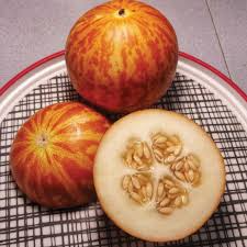 10 Tigger Melon Seeds | Rare Striped Melon Variety | Cucumis melo | Non-GMO Mini Melons with Fragrant Flesh | Garden Favorite