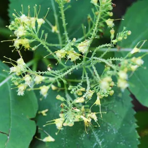 10 Stone Root Plants - Collinsonia canadensis | Bare Root Native Wildflower | Perennial for Shade & Woodland Gardens