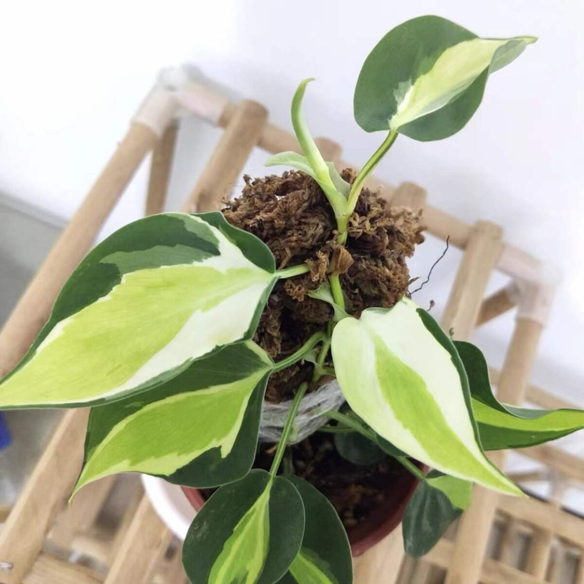 Philodendron Cream Splash Cuttings - Rooted Cuttings, Variegated Houseplant