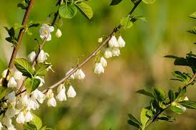 Halesia carolina Cuttings, 5 Stem Pieces, Carolina Silverbell, Deciduous Tree, USDA Zones 4-8