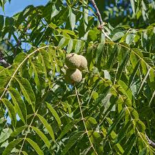 10 Black Walnut Tree Seeds - Juglans nigra | Hardy Perennial Nut Tree | Fast-Growing Shade Tree for Landscaping