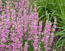 100 mg Seeds Penstemon Commarhenus (Dusky Beardtongue) for Planting | Native Perennial Wildflower for Pollinator Gardens & Meadows