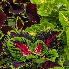 10 Coleus Unrooted Cuttings 2-6" Mixed Colors & Patterns - Easy to Root, Tropical Shade Plant, for Gardens and Containers, Vibrant Foliage