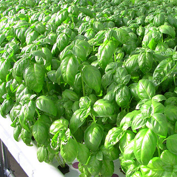 700 Basil Genovese Seeds for Planting - Ocimum basilicum - Fresh Italian Herb for Cooking, Pesto, Mediterranean Dishes, Easy to Grow