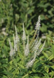 2800 Seeds Veronicastrum Virginicum Culver's Root, Perennial Plant, Native, Flowering, Pollinator-Friendly, Garden, Landscape