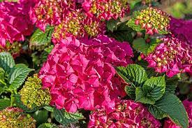 Magenta Hydrangea Cuttings, 8 Live Stems, 6" Length, Summer Blooming Shrub, USDA Zones 5-9