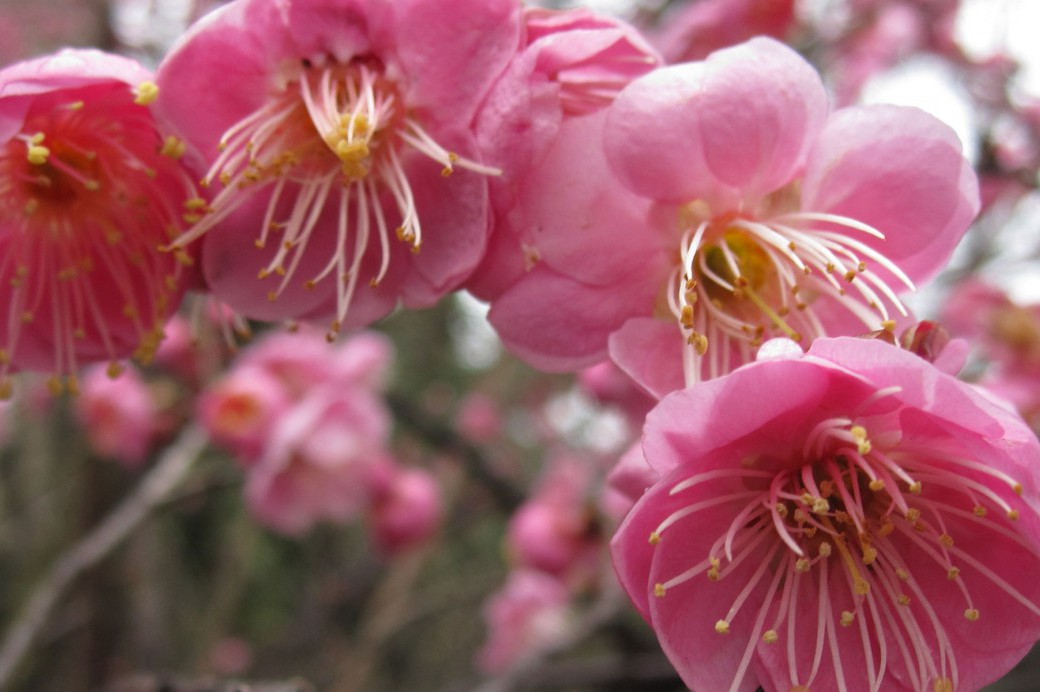 Pink Japanese Flowering Apricot, Prunus mume 'Rosebud', Bonsai Starter Plant, Fragrant Semi-Double Blooms, 2.2" Pot