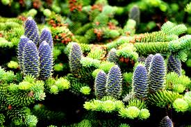 30 Abies balsamea Seeds - Balsam Fir from Lake States | Cold-Hardy Evergreen Seeds Ideal for Planting, Landscaping, Reforestation & Gardens