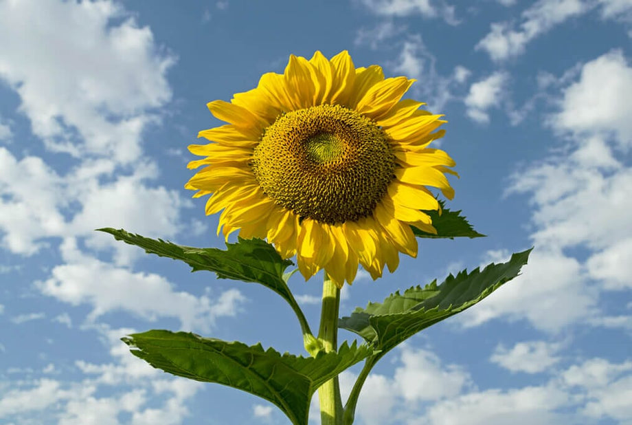 10 Mongolian Giant Sunflower Seeds | Tallest Sunflower Variety | Grow Huge Yellow Blooms | Non-GMO Seeds for Garden Giants