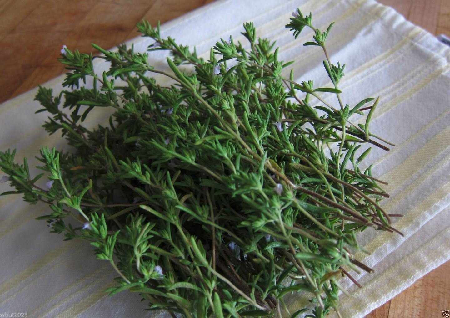 500 Summer Savory Seeds for Planting - Satureja hortensis - Fresh Herb for Cooking, Garden, Mediterranean Dishes, & Herbal Teas