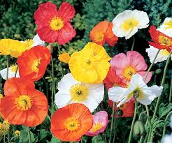 500 Iceland Poppy Seeds | Papaver nudicaule | Non-GMO Cold-Hardy Blooms in Pastel Colors | Perennial Wildflower for Spring