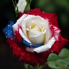 20 Three-Color Rose Seeds – Unique Red, White & Blue Blooms – Heirloom, Non-GMO – Rare Garden Flower – Stunning, Easy to Grow