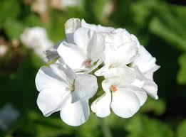 1 Well Rooted Geranium ‘Patriot White’ Live Plant Bright Crystal White Zonal Geranium (Pelargonium) Hardy Flowering Plant for Garden & Pots