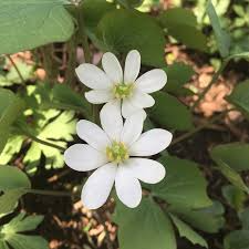 3 Twin Leaf Plants - Bare Root Jeffersonia Diphylla | Perennial Native Wildflower | Organic Shade Plant for Woodland Gardens