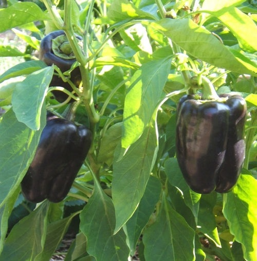 100+ Purple Pepper Seeds to Plant | Vibrant Ornamental & Edible Sweet Peppers | Colorful Garden Vegetable | Non-GMO Seeds