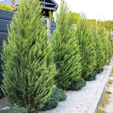 5 Leyland Cypress Cuttings - Fast-Growing Privacy Tree | Evergreen Hedge | Landscape Windbreak for Home & Garden