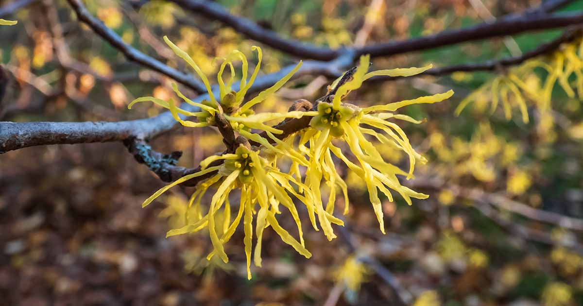 1 Witch Hazel Shrub - Hamamelis virginiana | 12-18” Bare Root | Native Fall-Blooming Shrub for Landscapes & Wildlife