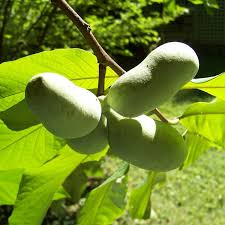 20 Pawpaw Tree Seeds - Asimina triloba | Edible Native Fruit Tree | Indian Banana Seeds for Planting in USDA Zones 5–9