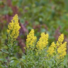 3 Goldenrod Plants - Bare Root Solidago nemoralis | Native Pollinator Wildflower | Monarch-Friendly Perennial