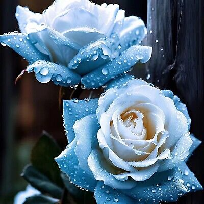 20 Broken Ice Blue Rose Seeds - Rare Heirloom Variety - Unique Frosted Blooms - Fragrant Perennial - Easy to Grow