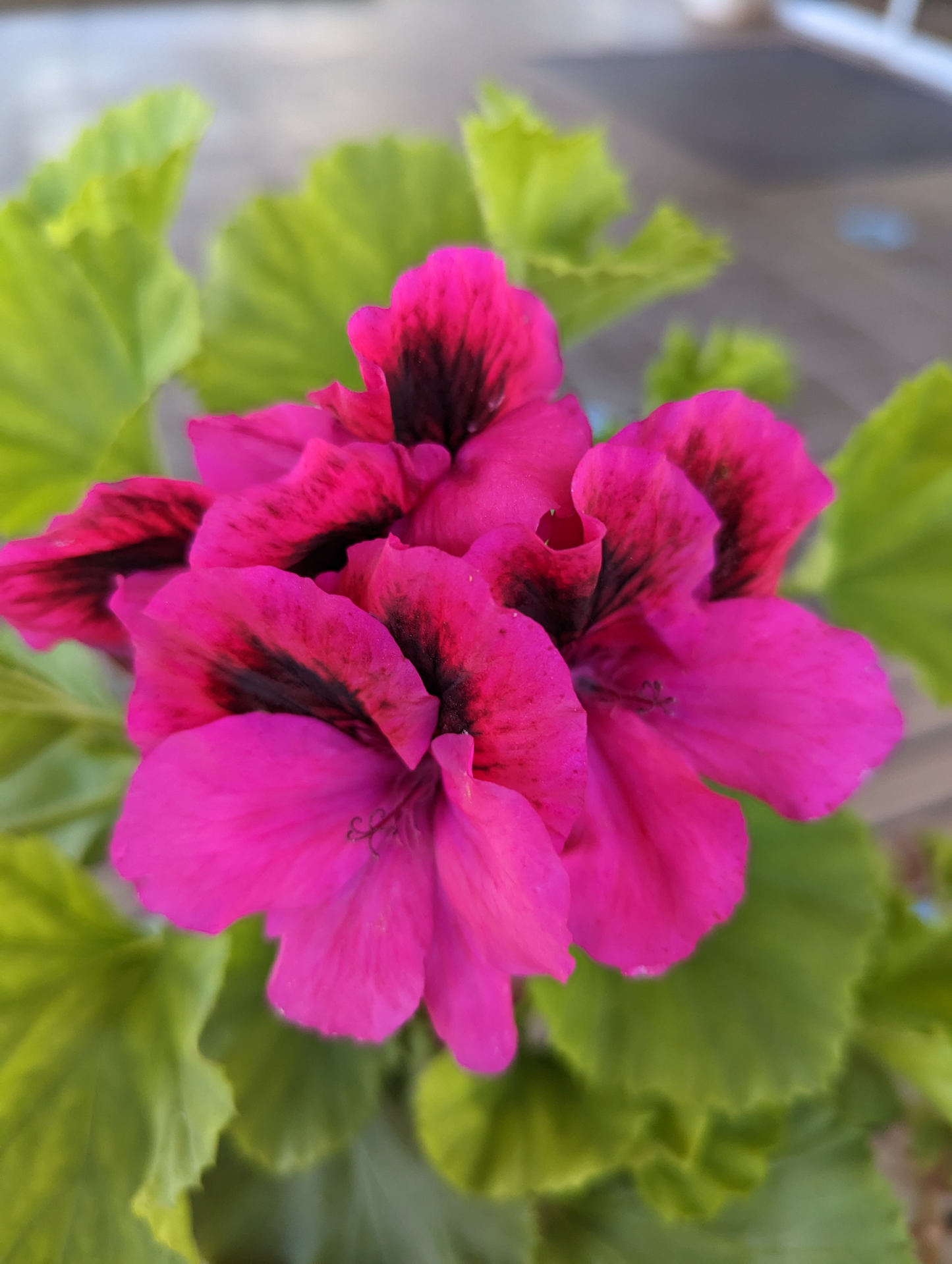 Martha Washington Geranium Pelargonium - Four 5-inch Cuttings for Rooting, Color Mix