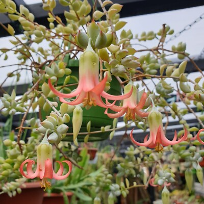 4 Unrooted Cotyledon Pendens Succulent Cuttings - 3-4 inch Long - Easy Grow, Propagation Plants