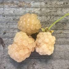 5 Snowbank White Blackberry Plants - Rubus fruticosus | Live Starter Plants | Unique Edible Fruit Shrub for Gardens & Berry Patches