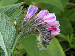 10 Russian Comfrey Unrooted Cuttings - Bocking 14 Cultivar, Symphytum x uplandicum, Herb, Organic Fertilizer, Easy to Grow Starter