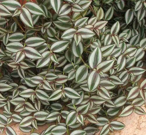 20 Tradescantia Zebrina Cuttings 6” | Wandering Jew Plant | Unrooted Purple & Green Vines | Easy Indoor Houseplant Propagation
