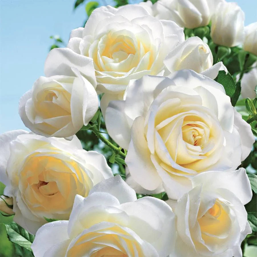 1 Moondance Rose Bush | Live Bare Root Starter Plant | White Floribunda Rose – Fragrant, Repeat Bloomer, Hardy Garden Shrub