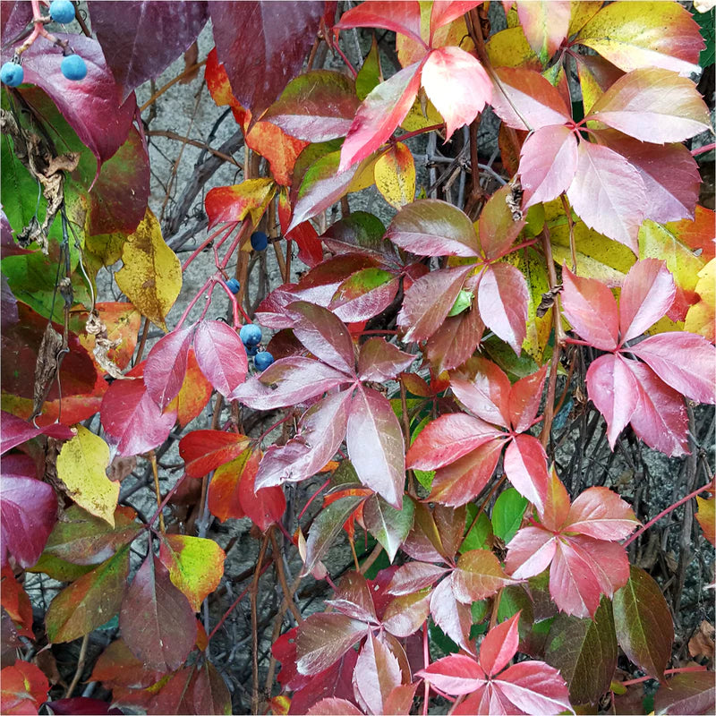 10 Virginia Creeper Cuttings 6–8” | Parthenocissus Quinquefolia Vine | Unrooted Starter | Fast-Growing Climber, Native Ground Cover