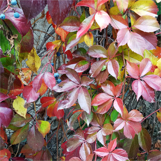 10 Virginia Creeper Cuttings 6–8” | Parthenocissus Quinquefolia Vine | Unrooted Starter | Fast-Growing Climber, Native Ground Cover