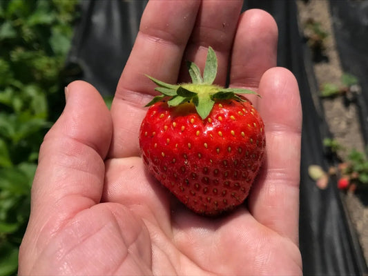 Allstar Strawberry Plants (10 Bare Root) – June-bearing Variety – Sweet Heirloom Fruit for Garden or Farm – Easy to Grow & Productive